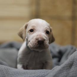 Garth - White and orange male Bracco Italiano puppy in Williamsburg, Virginia from Eastern Breeze