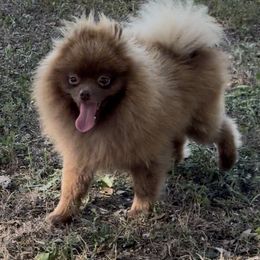 Luka - Pomeranian