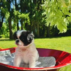 Boy#8 porkchop - Black and white Japanese Chin puppy in Vernon, Connecticut from Chin Babies