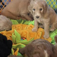 Double Doodle Puppies from North Texas Golden Mountain Doodles