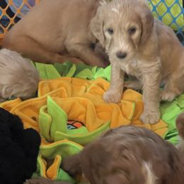 Double Doodle Puppies from North Texas Golden Mountain Doodles