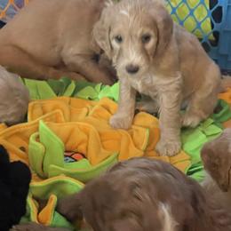 Double Doodle Puppies from North Texas Golden Mountain Doodles