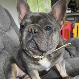 French Bulldogs from Top Rated House Of Bullys