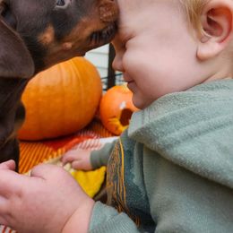 Doberman Pinscher Puppies from Makkr Ridge Dobermans LLC