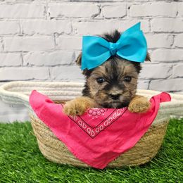 Lady - Black & tan tri-color female Morkie puppy in Monticello, Iowa from Ashley’s Puppies
