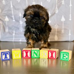 Twinkie - Tricolor male Shih Tzu puppy in Buena Park, California from LowCol Ranch