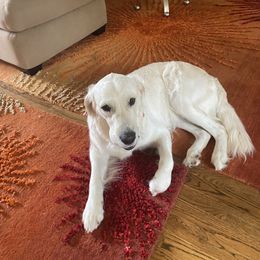 Basha - Golden Retriever