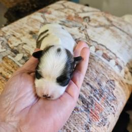 Vixen - Tri-color female Coton de Tulear puppy in Conrad, Iowa from Ferne's Kintana Cotons
