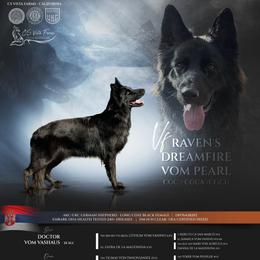 Raven - German Shepherd