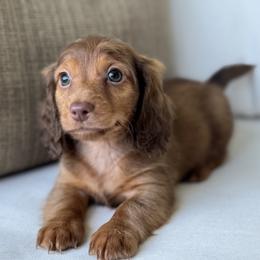 Bourbon - Red male Dachshund puppy in Bentonville, Arkansas from Boujee Buns Dachshunds