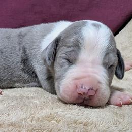 Xavier - Mantle merle male Great Dane puppy in Bay City, Michigan from Monarch Danes
