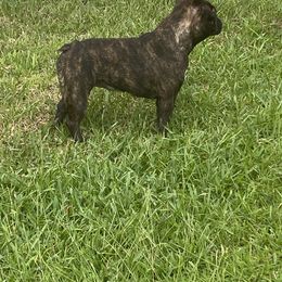 French Bulldog All Grown Up from Queens of The South Frenchies