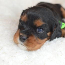 Cavalier King Charles Spaniel Puppies from Diamond Rose Cavalier LLC