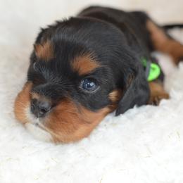 Cavalier King Charles Spaniel Puppies from Diamond Rose Cavalier LLC
