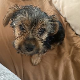 Yorkshire Terrier All Grown Up from Susan’s Yorkies