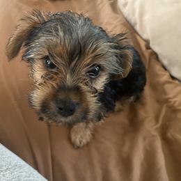 Yorkshire Terrier All Grown Up from Susan’s Yorkies