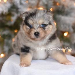 Mabel - Merle female Pomsky puppy in Coos Bay, Oregon from Ocean View Pomskies