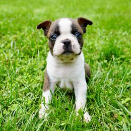 Boston Terrier Puppies from Piper Hill Bostons
