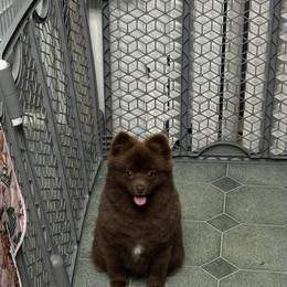 Brownie - Chocolate male Pomeranian puppy in Antelope, California from California Pom Paradise