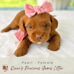 Pearl - Red  female Goldendoodle puppy in Atlanta, Georgia from Teddy Puppies