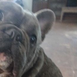 French Bulldogs from Willoughby Frenchies