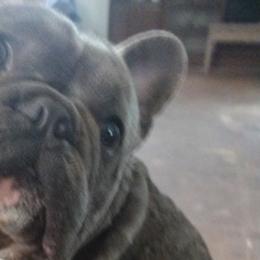 French Bulldogs from Willoughby Frenchies