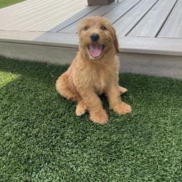 White - Apricot female Goldendoodle puppy in Medina, Ohio from Farmer Doodles