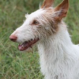 Kisby - Ibizan Hound