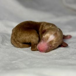 Chance - Apricot male Goldendoodle puppy in Pleasant Prairie, Wisconsin from Prairie Doodle Dogs