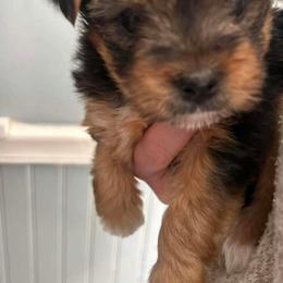 Yorkshire Terrier Puppies from Middle Tennessee Teacup Yorkie puppies