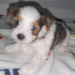 Jasper - Parti male Yorkshire Terrier puppy in Lakeland, Florida from You Me & The Yorkies