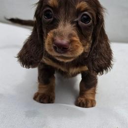 The Hatter- Alice in Wonderland Theme Litter. - Chocolate and tan female Dachshund puppy in Woodland, Washington from SJs Dachshunds