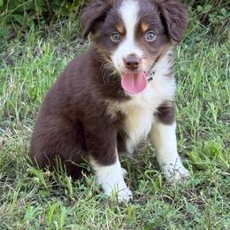 RTF - Cream Collar - Red tri female Miniature Australian Shepherd puppy in Natural Dam, Arkansas from Natural State Aussies