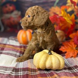 Gomez (Blue Collar) - Red  male Goldendoodle puppy in Lake Panasoffkee, Florida from Donnas Deluxe Doodles LLC