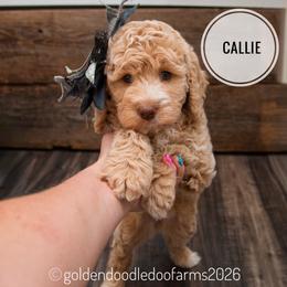 Callie - Caramel ice female Golden Aussiedoodle puppy in Hyrum, Utah from Goldendoodledoo Farms