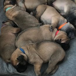 Mastiffs from Parbury Place Mastiffs