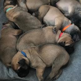 Mastiffs from Parbury Place Mastiffs