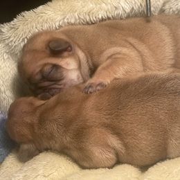 Boy 1 - Fawn male French Bulldog puppy in Shelbyville, Kentucky from Hidden Hickories Farm
