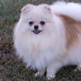 Lola - Pomeranian