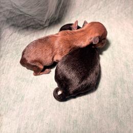Boy:1 Roxy - male Yorkshire Terrier puppy in Newman, California from Central Valley Yorkies