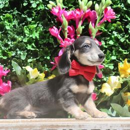 Remington Steele - Blue and tan male Dachshund puppy in Woodbine, Georgia from Walker's Minidachs