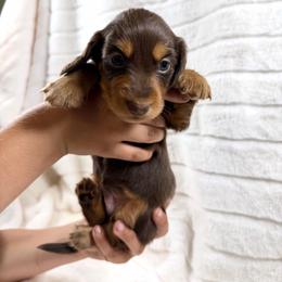 Chocolate and tan boy - Chocolate and tan male Dachshund puppy in Wilton, California from Ranch Raised Doxies