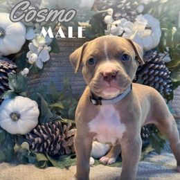 Cosmo - Lilac male American Bully puppy in Virginia from Terminal Velocity Kennels LLC