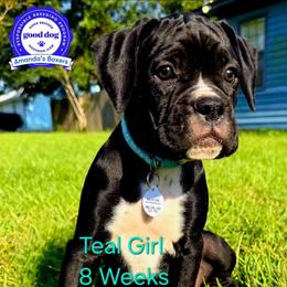 Teal Collar - Brindle female Boxer puppy in Pass Christian, Mississippi from Amanda's Boxers