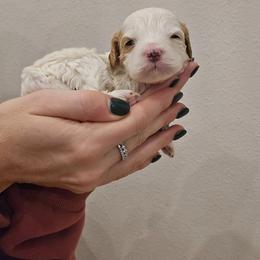 Petal - Blenheim female Cavapoo puppy in Fordland, Missouri from K&K's Puppy Kingdom