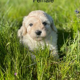Goldendoodle Puppies from Doodle Paradise