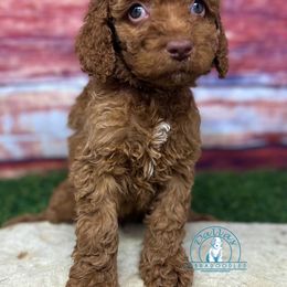 Brown Boy - Red male Australian Labradoodle puppy in Waxahachie, Texas from Dallas Labradoodles