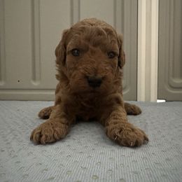 AKC Boy 4 - Red  male Poodle puppy in Southwest Ranches, Florida from Herringbone ‘s Poodles