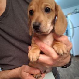 AKC  A M 1 - Red male Dachshund puppy in Penn Run, Pennsylvania from Shannon’s Dachshunds