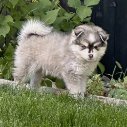 Pomsky Puppies from High Sierra Pomsky